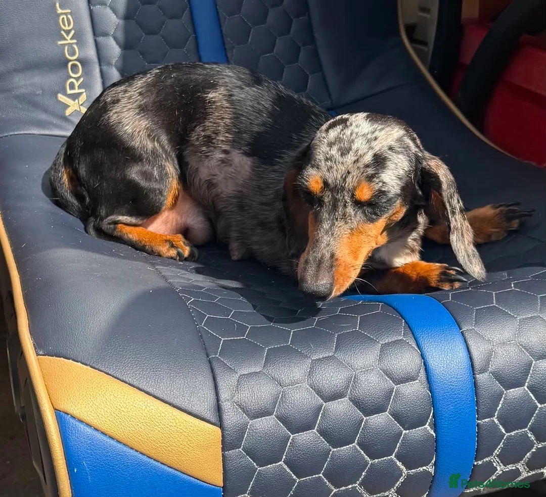 Dachshund dogs for sale: Daschound Babies in Loughborough - Advert 1
