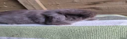 Mini Lop rabbits for sale: Mini lop babies - Advert 6
