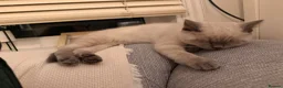 British Shorthair cats for sale: Adorable Colourpoint BSH Female Kitten £750 - Advert 11