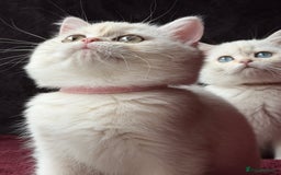 British Shorthair cats for sale: British shorthair kittens golden silver TICA - Image 18