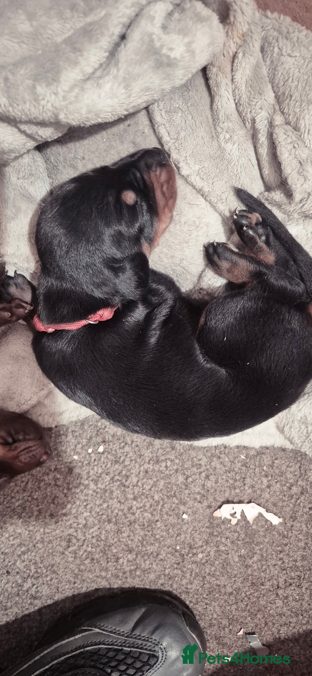 Dobermann dogs for sale: Dobermanns for Sale - Advert 12