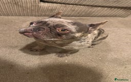 French Bulldog dogs for sale: Female and male French bulldogs  - Image 2