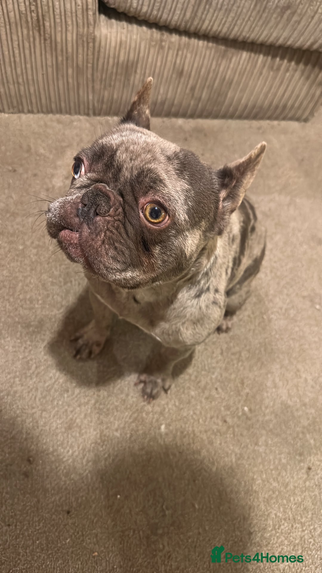 French Bulldog dogs for sale: Female and male French bulldogs  - Image 2