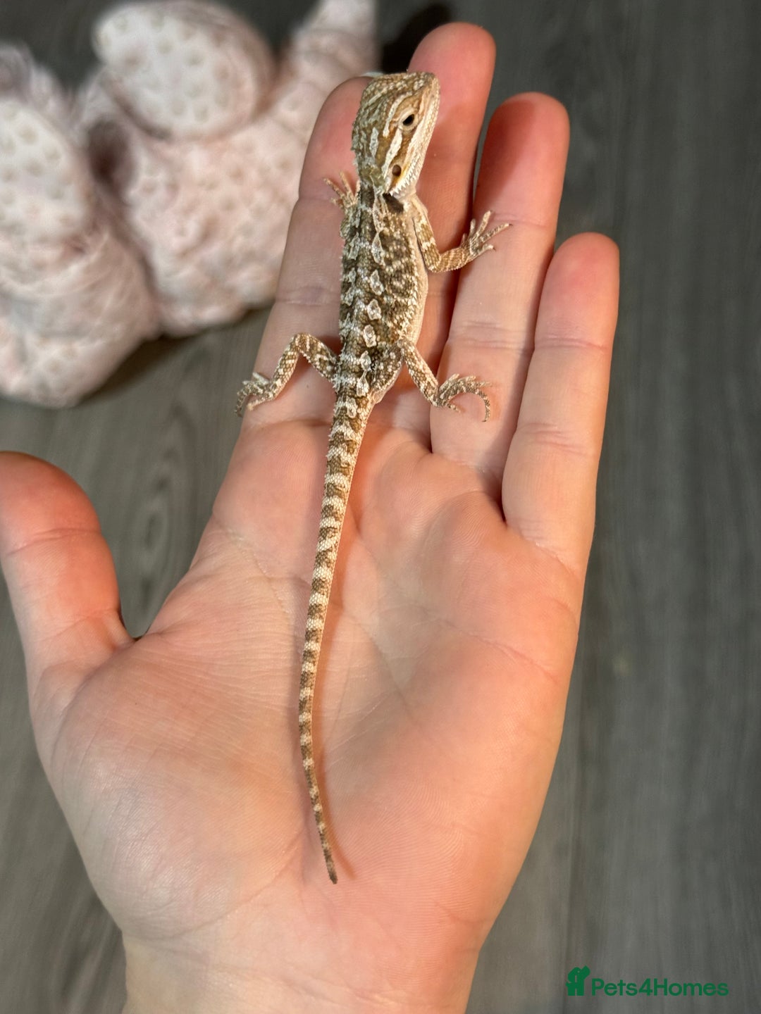Bearded Dragon reptiles for sale: Bearded Dragon babies - Advert 13