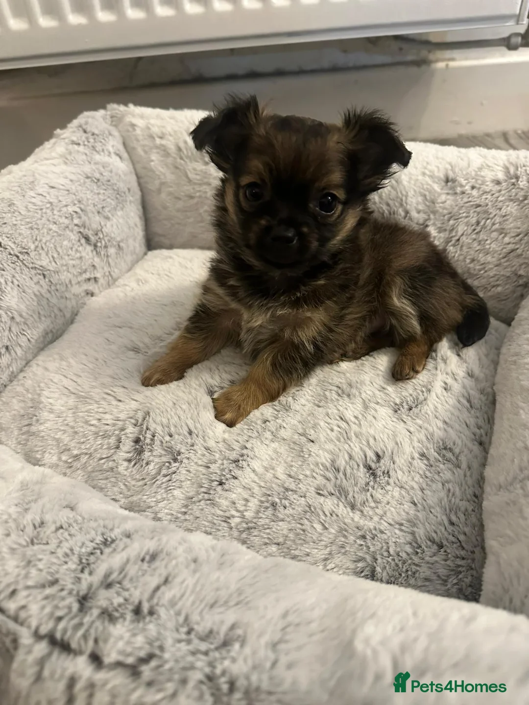 Chihuahua dogs for sale: Adorable Chihuahua puppies in Southsea - Advert 1