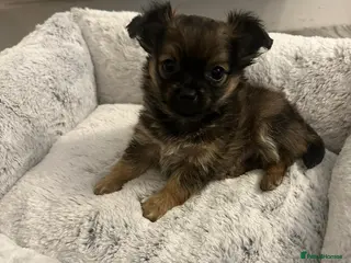 Chihuahua dogs Adorable Chihuahua puppies - Advert 17