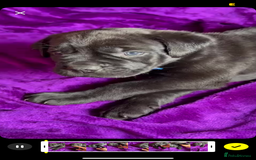 Mixed Breed dogs for sale: Cane Corso × Rottweiler/Bordeaux Puppies All Girls - Image 33