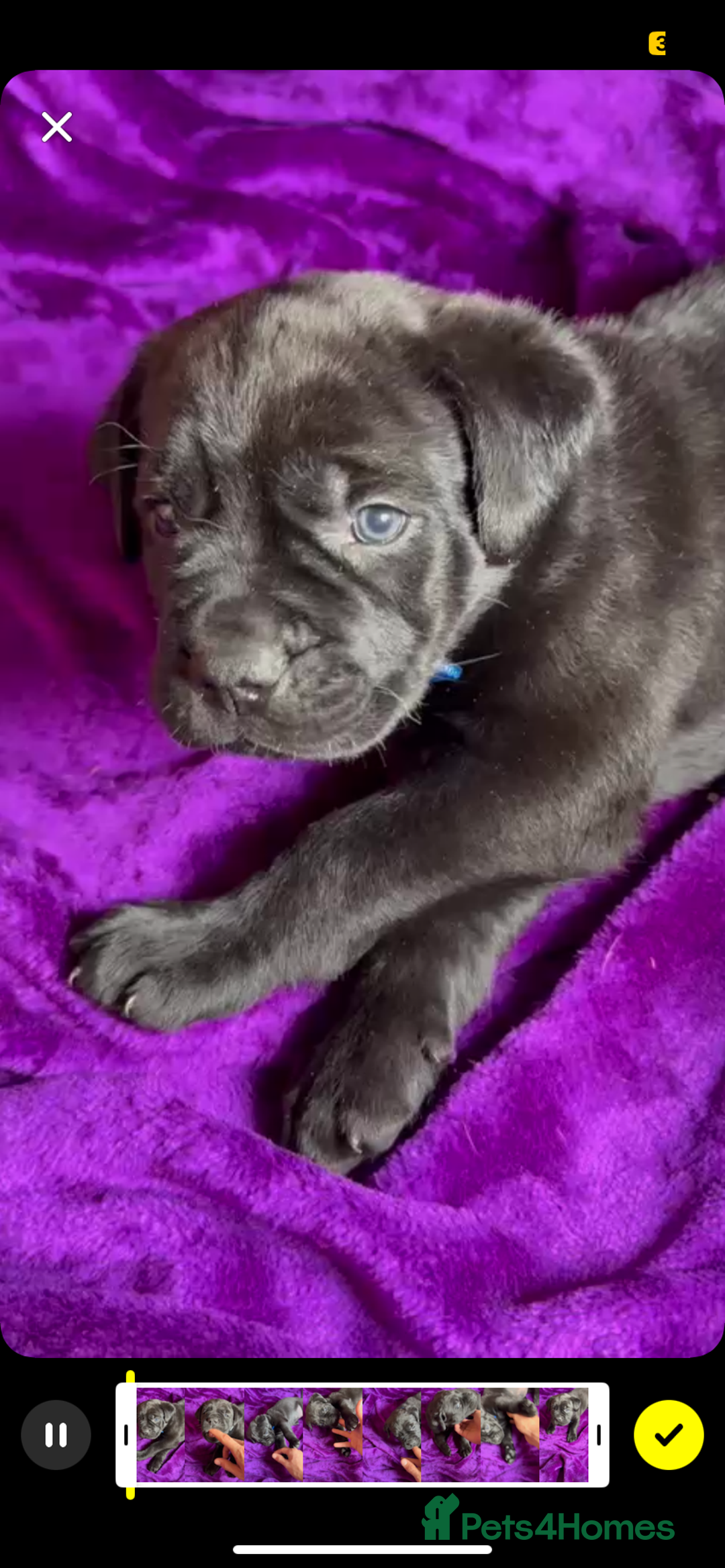 Mixed Breed dogs for sale: Cane Corso × Rottweiler/Bordeaux Puppies All Girls - Image 33