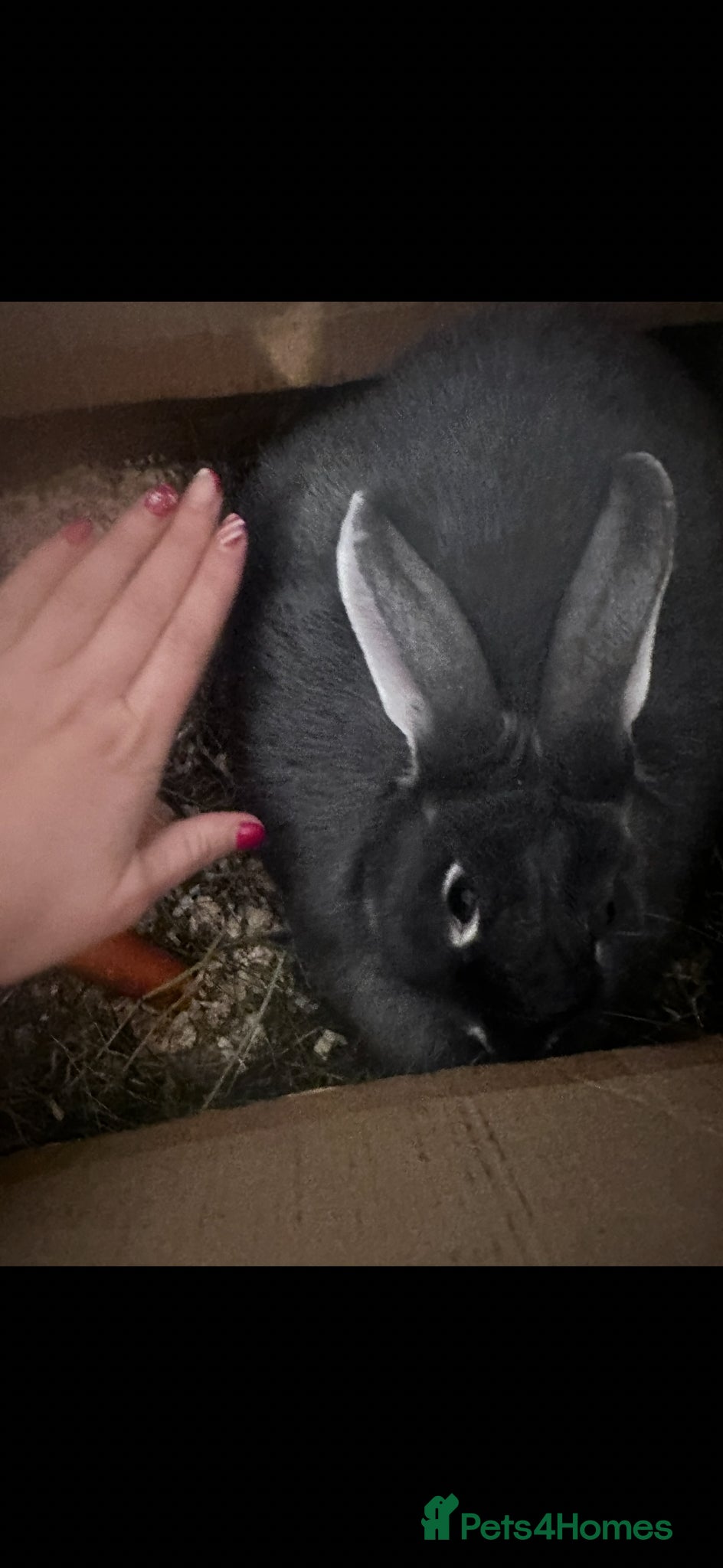 Continental Giant rabbits for sale: Continental Giant does  - Advert 1