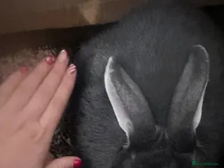 Continental Giant rabbits for sale: Continental Giant does - Advert 1