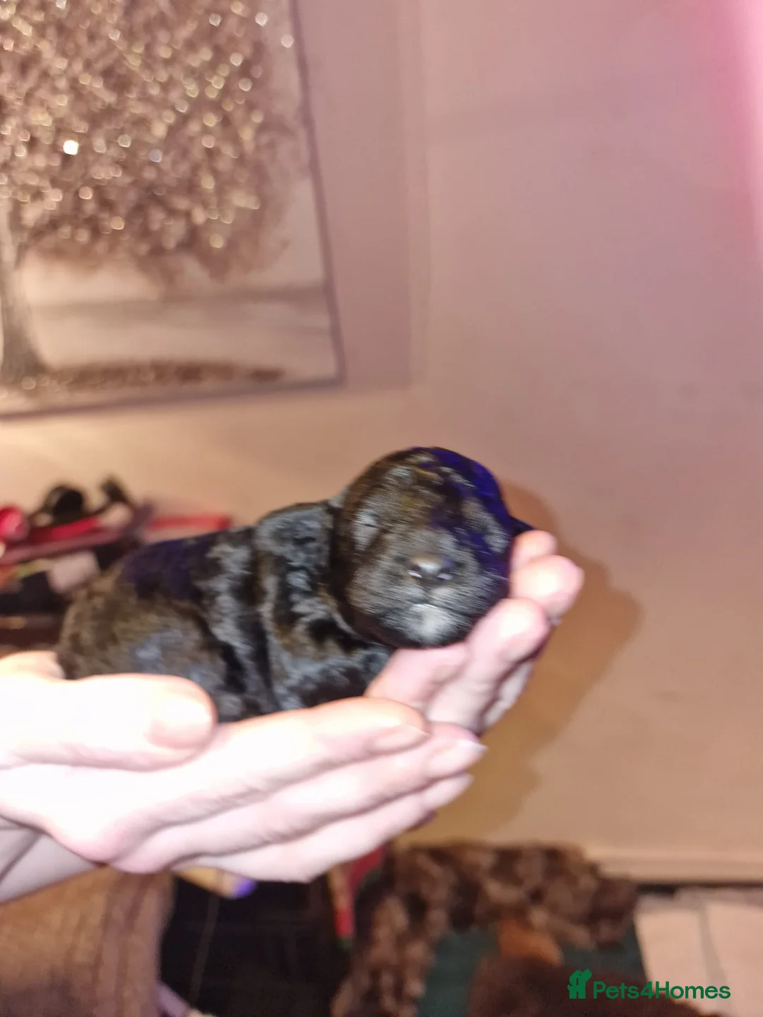 Cockapoo dogs for sale: COCKAPOO F3BB - Advert 8