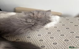 Persian cats for sale: Kitten  - Image 16