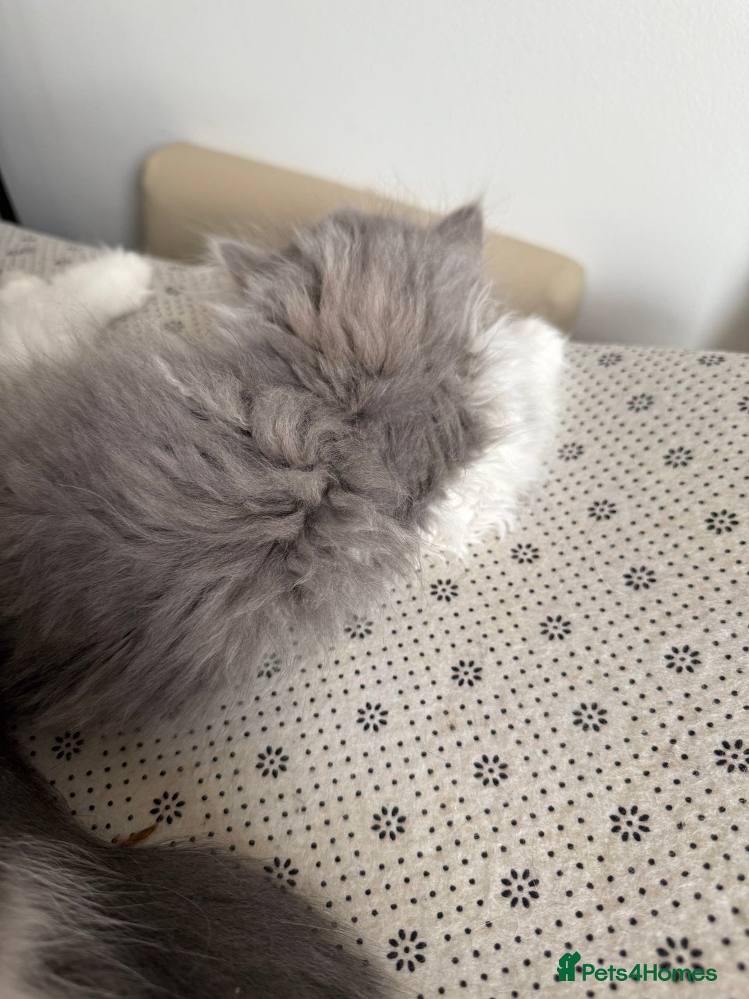 Persian cats for sale: Kitten  - Image 16
