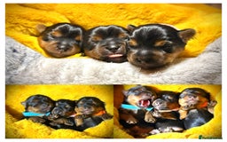 Yorkshire Terrier dogs for sale: Adorable  **  Yorkshire Terrier Puppies  - Image 4