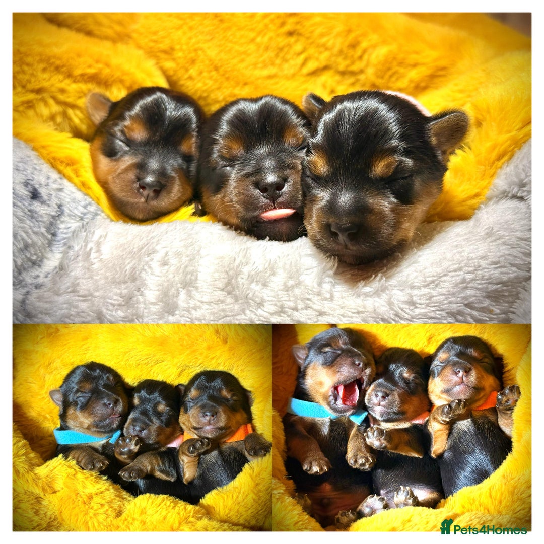 Yorkshire Terrier dogs for sale: Adorable  **  Yorkshire Terrier Puppies  - Image 4