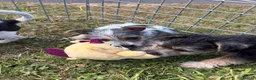 Mixed Breed dogs for sale: Jorkies in Cannock - Advert 10