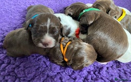 Sprocker dogs for sale: Beautiful F1 Sprocker Spaniel Puppies. in King's Lynn - Image 13