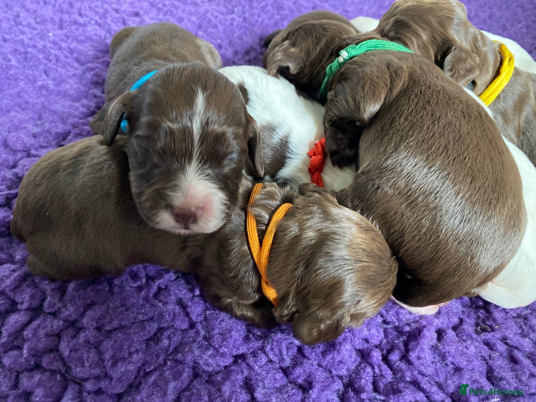 Sprocker dogs for sale: Beautiful F1 Sprocker Spaniel Puppies. in King's Lynn - Image 13