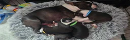 Boston Terrier dogs for sale: ⭐️KC registered beautiful Boston terrier puppies - Advert 3