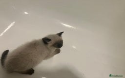 Siamese cats for sale: Chocolate point female kitten - Image 2