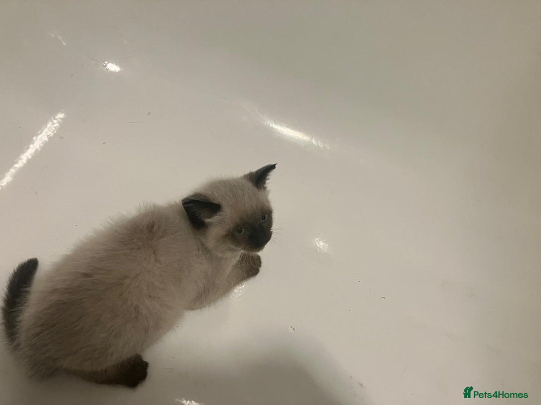 Siamese cats for sale: Chocolate point female kitten - Image 2