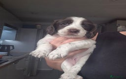 English Springer Spaniel dogs for sale:  🐶 Adorable Springer Spaniel Puppies🐾 - Image 7