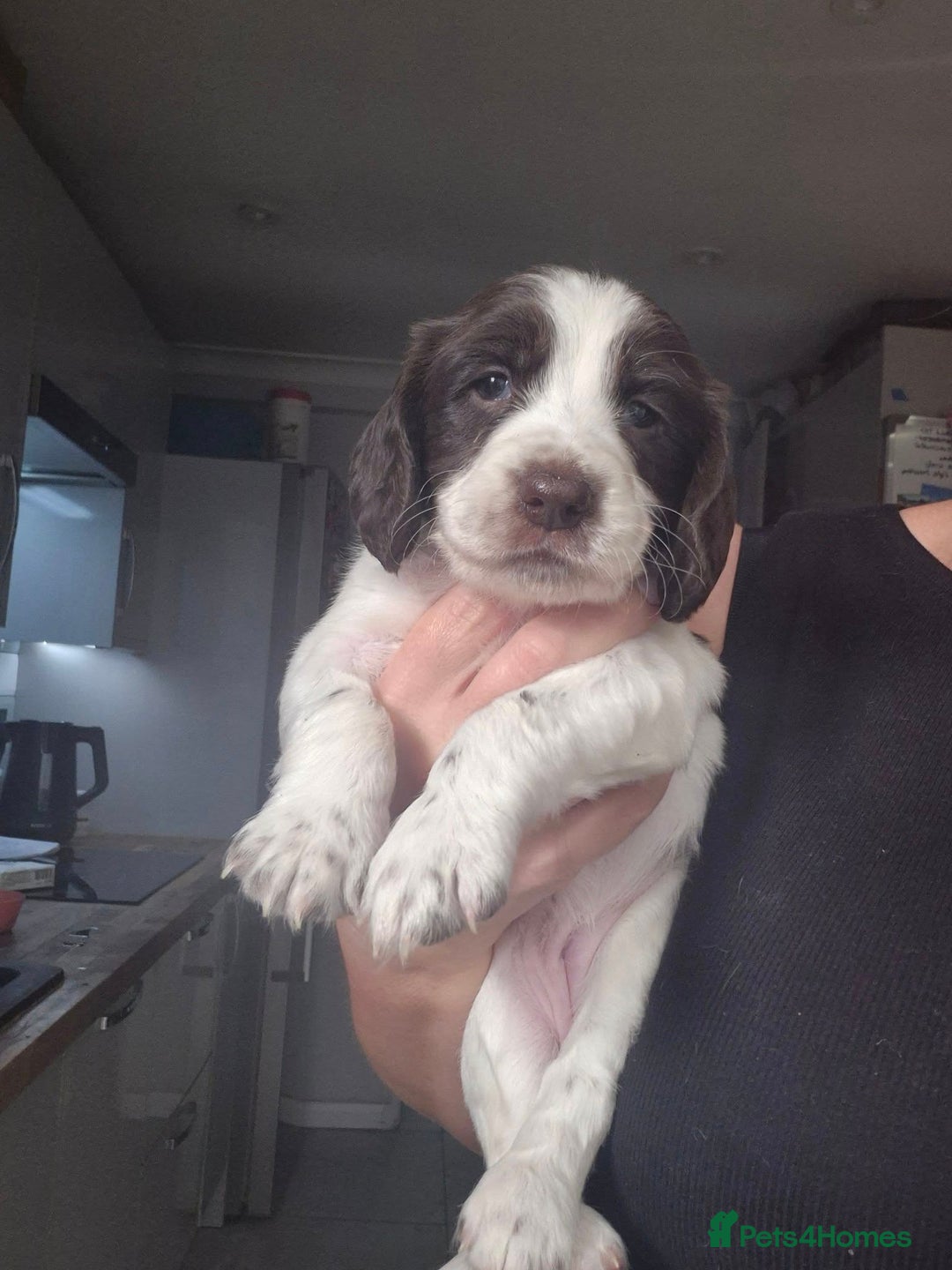 English Springer Spaniel dogs for sale:  🐶 Adorable Springer Spaniel Puppies🐾 - Image 7