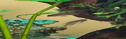 Cichlids fish for sale: Fairy cichlids - Advert 3