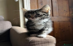 Mixed Breed cats for sale: Male Tabby Kitten For Sale  - Image 3