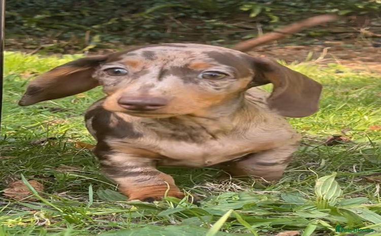 Dachshund dogs - Advert 1