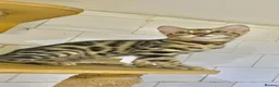 Bengal cats for sale: 🔥✨Pedigree TICA-Registered Bengals - Advert 29