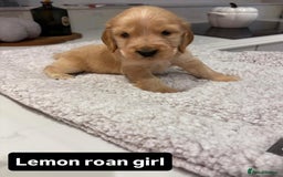 Cocker Spaniel dogs for sale: Kc show cocker spaniels with 5 week free insurance - Advert 7