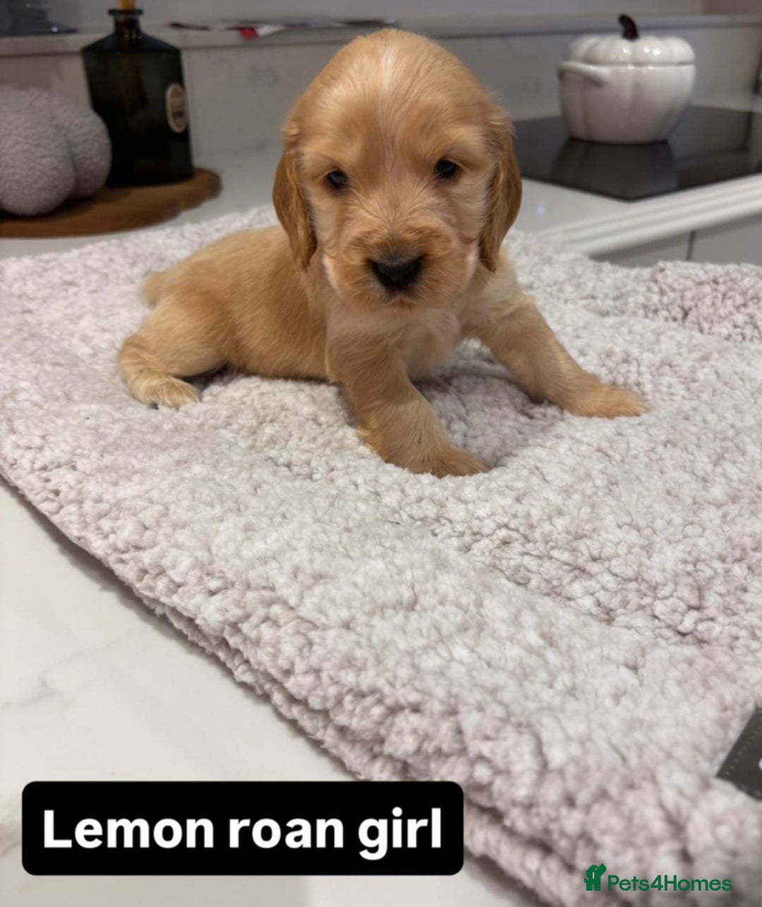 Cocker Spaniel dogs for sale: Kc show cocker spaniels with 5 week free insurance - Advert 7