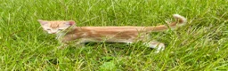 Mixed Breed cats for sale: 2 Gorgeous Ginger Male Kittens - Advert 14