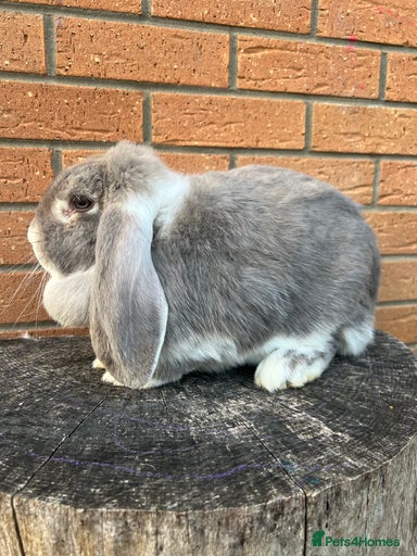 Gallery Image {{count}}