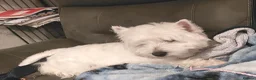 West Highland Terrier dogs for sale: KC, quality, true to type westie puppies  - Advert 3