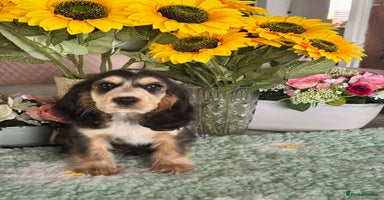 Cocker Spaniel dogs in Market Drayton - Advert 13