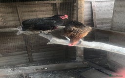 Chickens poultry for sale: Maran / silkie / Brahma / ISA brown  - Image 2