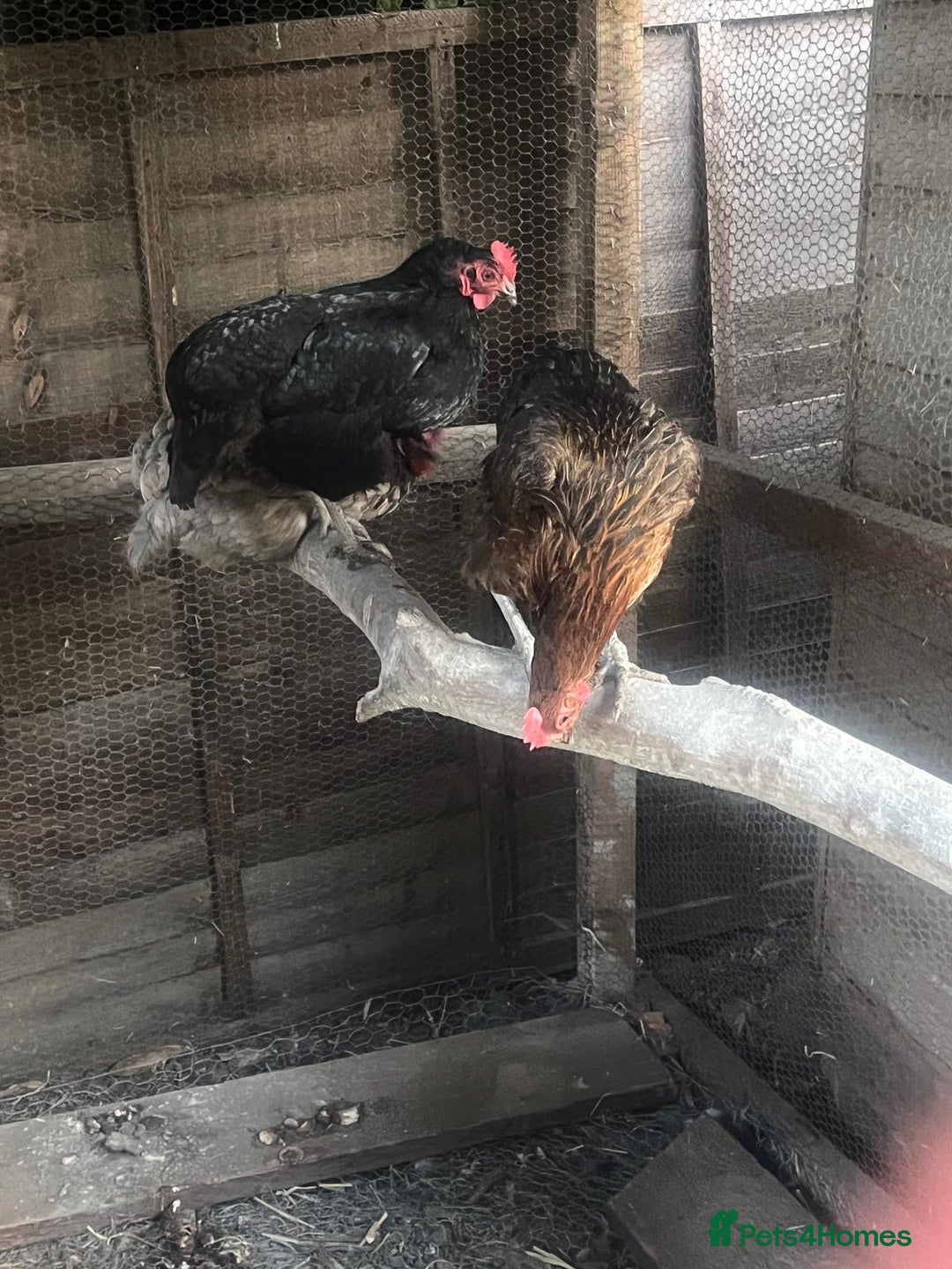 Chickens poultry for sale: Maran / silkie / Brahma / ISA brown  - Image 2