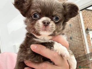 Chihuahua dogs KC LONG COAT CHIHUAHUAS - Advert 10