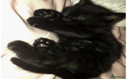 Mixed Breed cats for sale: Female black kitten  - Image 3