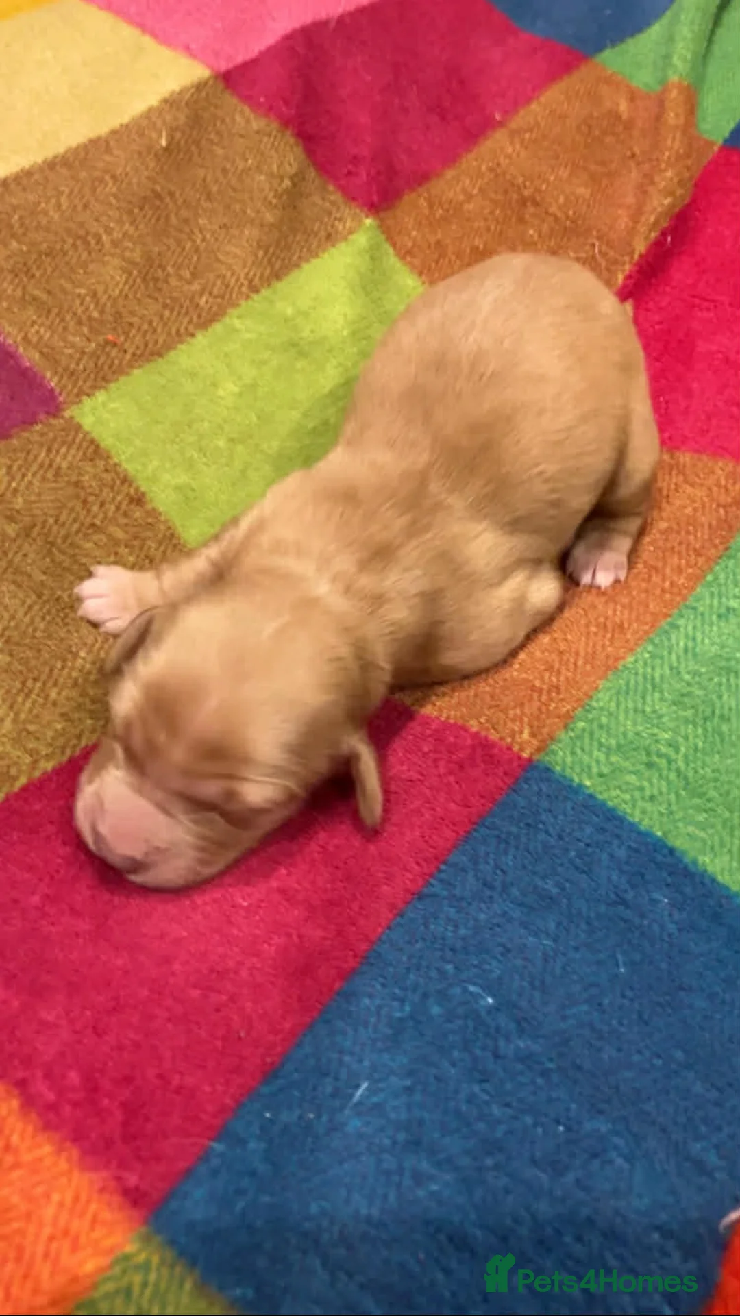 Mixed Breed dogs for sale: Goldendoodle Puppies 6 girls 3 boys - Advert 13