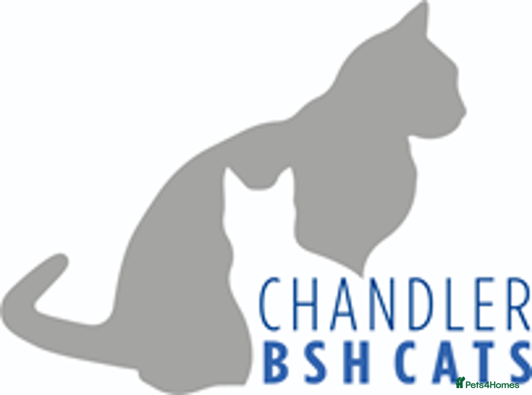 British Shorthair cats for sale: Gorgeous British Shorthair Babies.  - Image 14