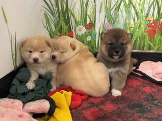 Japanese Shiba Inu dogs “Shiba Inu Puppies – Champion Pedigree, DNA Clear - Advert 17