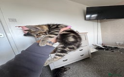 Mixed Breed cats for sale: 3 tabbie kittens looking for their forever homes - Image 12
