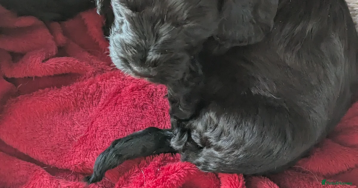 2 very loving F 1 show, boy cockapoo puppies. for sale in Kingsbridge ...