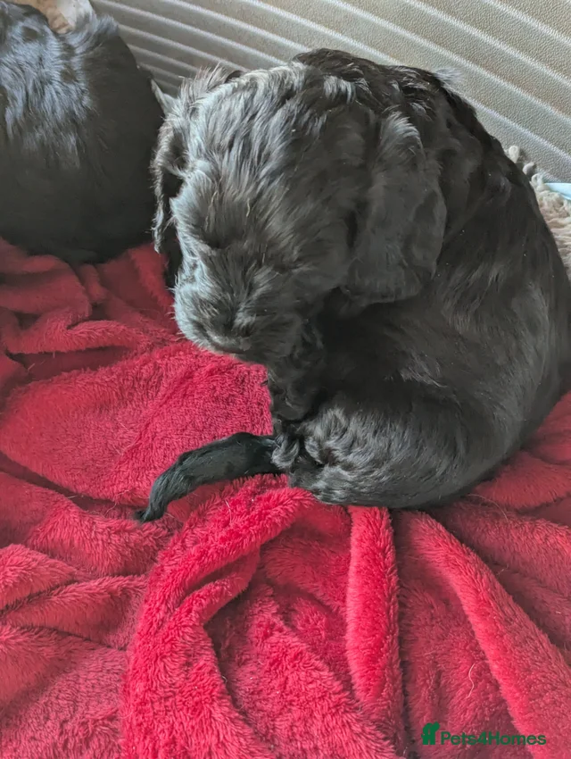 2 very loving F 1 show, boy cockapoo puppies. for sale in Kingsbridge ...