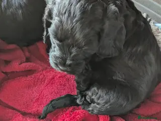 Cockapoo dogs 2 very loving F 1 show, boy cockapoo puppies. - Advert 12