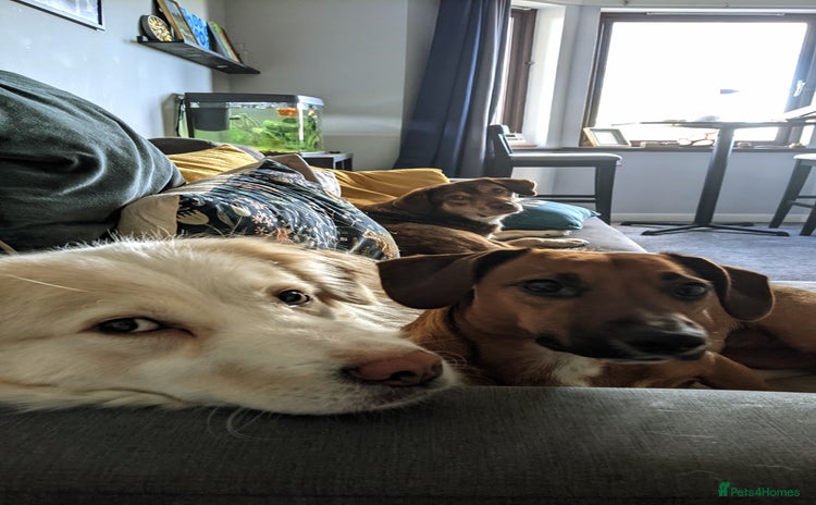 Mixed Breed dogs - Advert 3
