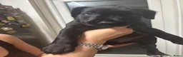 Mixed Breed dogs for sale: Beautiful pups for sale  in Beaconsfield - Advert 8
